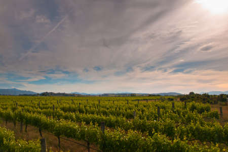 new zealand vineyard on a sunny afternoonの写真素材