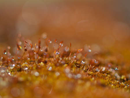 Morning dew on moss in Tongariro national parkの写真素材