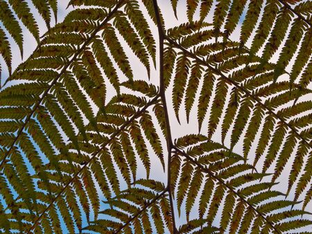 A fernleaf against a lightly clouded skyの写真素材