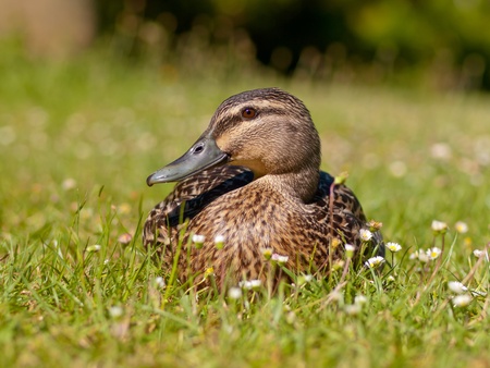 frontal close up of duck in field of daisiesの写真素材