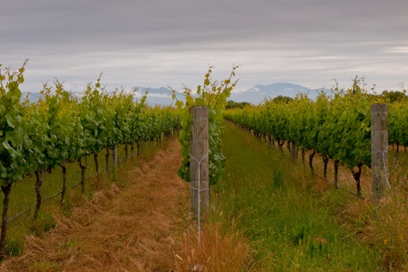 Rows in a Marlborough region vineyardの写真素材