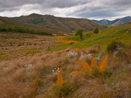 Spanish speargrass and mountaindaisy in subalpine tussocklandの写真素材
