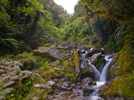 a wild creek in a lush new zealand rainforestの写真素材
