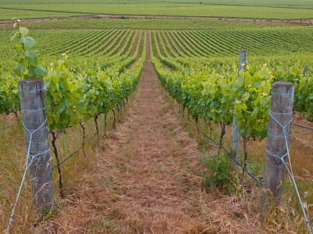 View of an organic vineyard in marlborough region New Zelandの写真素材