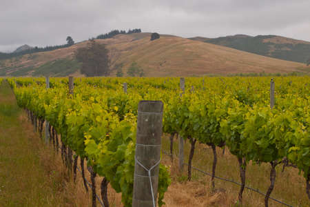 Organic vineyard with hills in the backdropの写真素材
