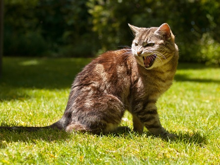 very agressive yelling cat in a garden settingの写真素材