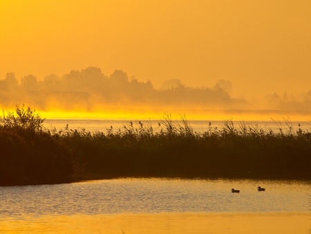 Orange glow sunrise behind reed with ducks on foregroundの写真素材