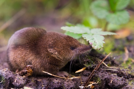 Common shrew (Sorex araneus) close upの写真素材