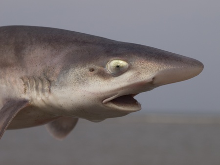 common smooth-hound (mustelus mustelus) portrait