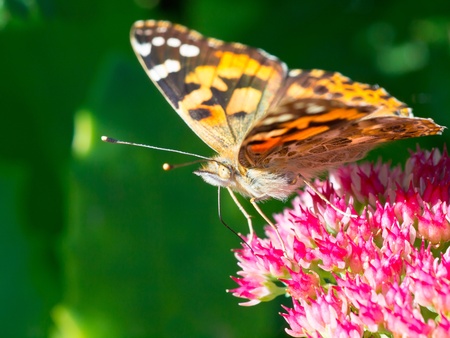 Painted lady (Vanessa cardui) sitting on sedum in the sun