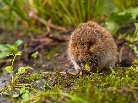 Vield vole (Microtus agrestis)  eating rootの写真素材