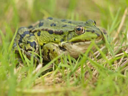 Edible Frog (Pelophylax kl. esculentus) resting in grassの写真素材