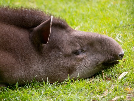 Portrait of sleeping tapirの写真素材