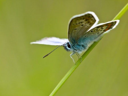 a rare species of butterfly in natural habitatの写真素材