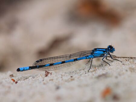 Closeup of blue dragonfly on grey backgroundの写真素材