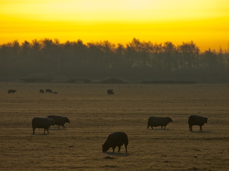 Sheep are grazing in rimed winter landscapeの写真素材