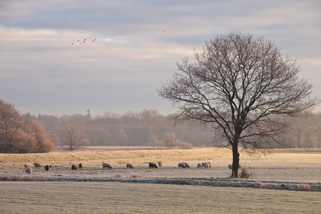 Tree and sheep in rimed winter landscape while a flock of bird is passing byの写真素材