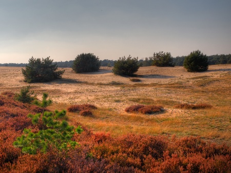 Five bushes in formation in a dutch National parkの写真素材
