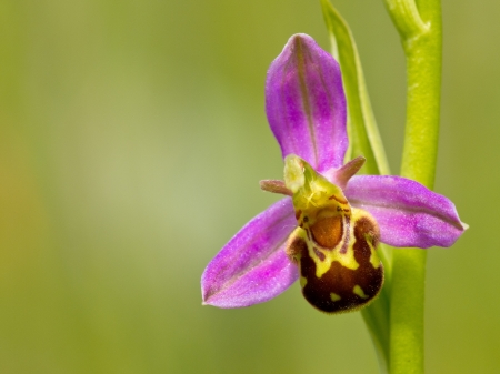 Close up of bee orchid (Ophrys apifera) flowerの写真素材