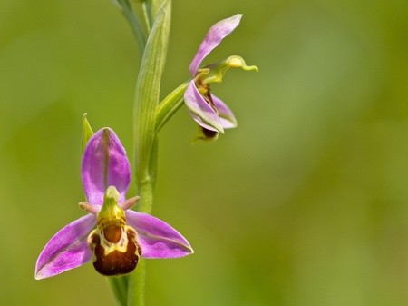 Bee orchid double flower against green backgroundの写真素材