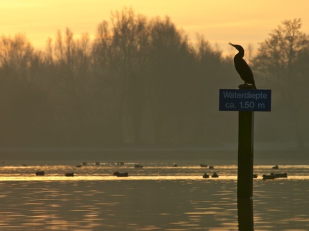 Shag on sign in recreational area during sunriseの写真素材