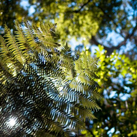 Fern leaves seen from under side against forest canopy while the sun is shining through the leavesの写真素材