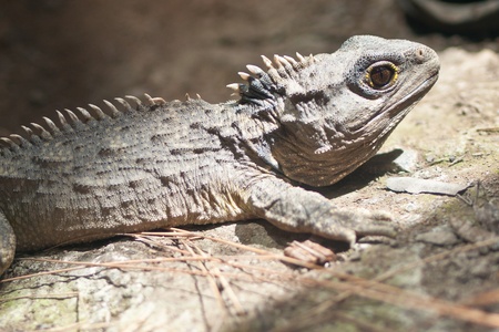 The Tuatara still lives in New Zealand, it got extinct in the rest of the world, long agoの写真素材