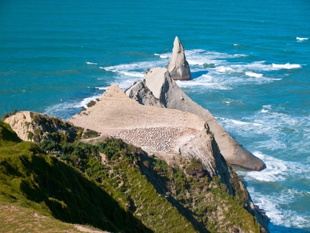 Cape kidnappers is hosting a gannet colonyの写真素材