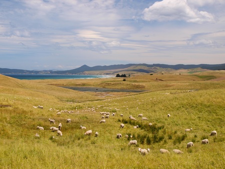 Sheep farm in hilly rural landscape along the coastの写真素材