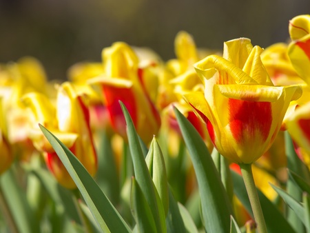 A field of yellow with red tulips in the Netherlands in springの写真素材