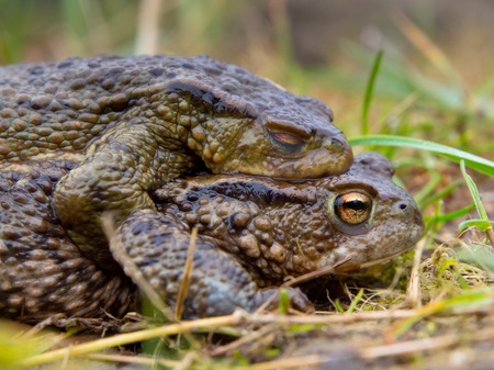 Two mating toads (Bufo bufo) in reproduction seasonの写真素材