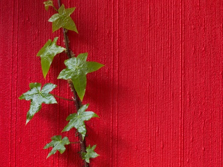 Hedera is growing on red wallpaper of a living roomの写真素材