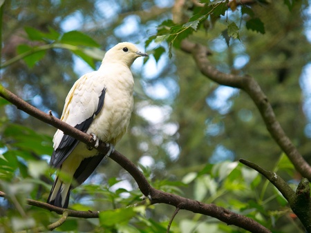 The Silver-tipped Imperial Pigeon (Ducula luctuosa), also known as the White-tipped Imperial-pigeon, is a relatively large species of bird in the Columbidae familyの写真素材