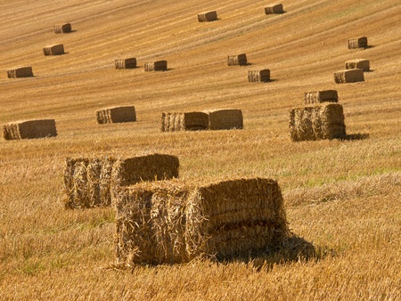 A farm field in the countryside filled with straw bales