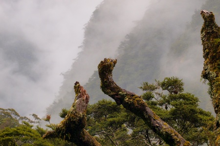 Mossy branches in a misty mountain landscape on new zealands south island