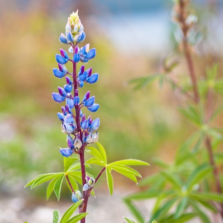 Lupine flowers (Lupinus polyphyllus) can be a pest in New Zealandの写真素材