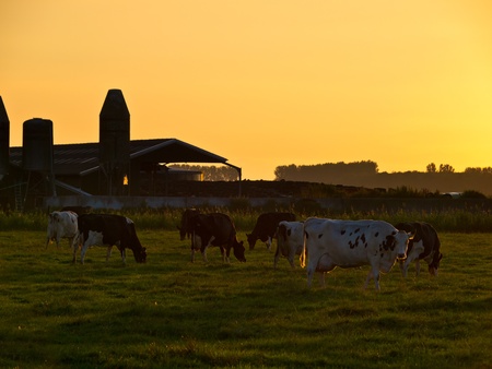 Sunset over Dutch Dairy Farm in Rural Groningenの写真素材