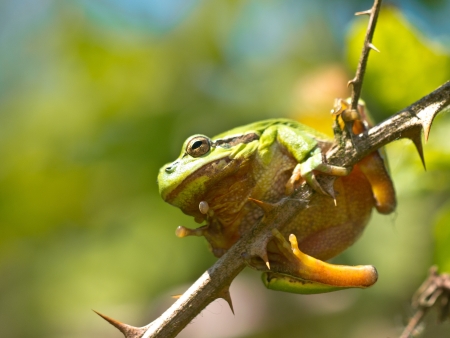 European Tree Frog (Hyla arborea) climbing on a Blackberry Branch in its Natural Habitatの写真素材