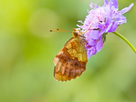 Beautiful Wild Lesser Marbled Fritillary Butterfly (Brenthis ino) - Feeding on Flowersの写真素材