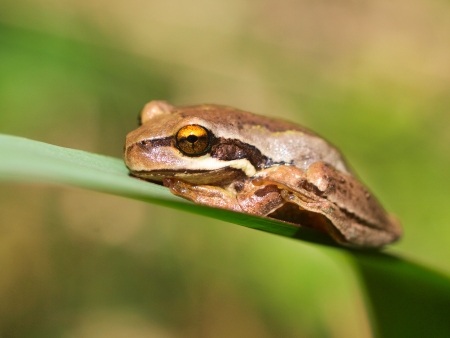 Brown tree Frog (Litoria ewingii) balancing on a leaf in Australian nature