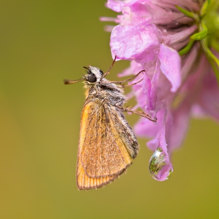 Beautiful Wild Wulworth Skipper Butterfly (Thymelicus acteon) - Feeding on Flowersの写真素材