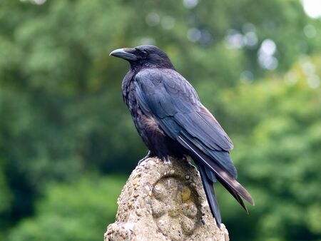 Black Carrion Crow (Corvus corone) sitting on a stone pillar in a parkの写真素材