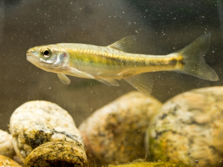 Eurasian minnow (Phoxinus phoxinus) is a Small Fish Carp Family Member living in fast flowing rivers in Eurasiaの写真素材