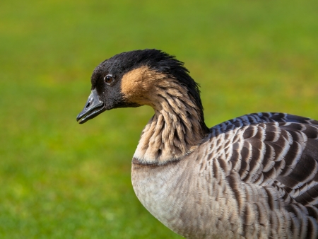 Hawaiian Goose, (Branta sandvicensis) on a Green Grass Fieldの写真素材