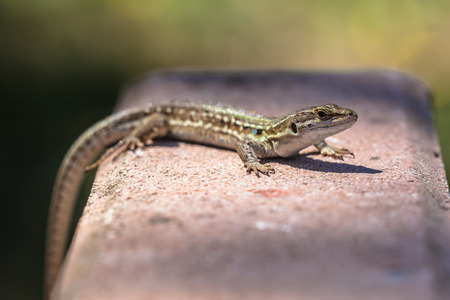Italian Wall Lizard (Podarcis siculus) climbing on a Wallの写真素材