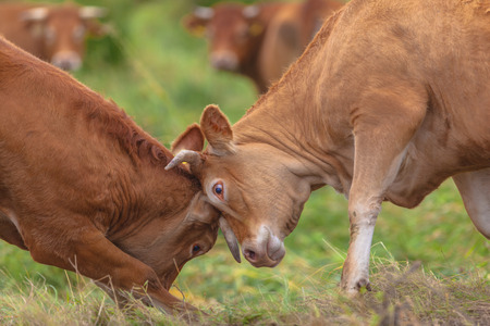 Romping Cows in a Grass Field