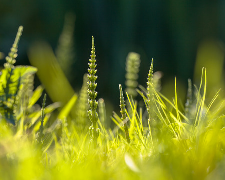 Field horsetail (Equisetum arvense) can be an awkward pest in the Formal Flower Gardenの写真素材