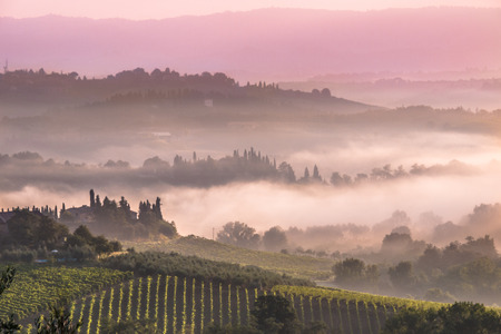 Cypress on the Hills of Tuscany on a Foggy morningの写真素材