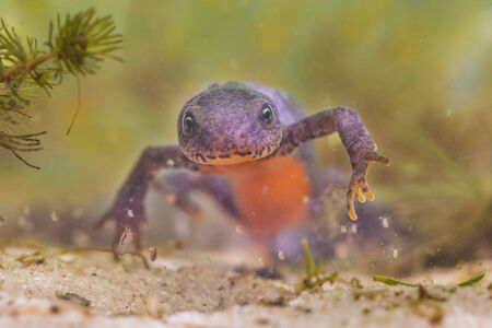 Portrait of a Female Alpine Newt, Ichthyosaura alpestris, formerly Triturus alpestris and Mesotriton...