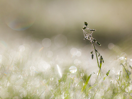 Dew and Drops With Reflections in a Grasslandの写真素材